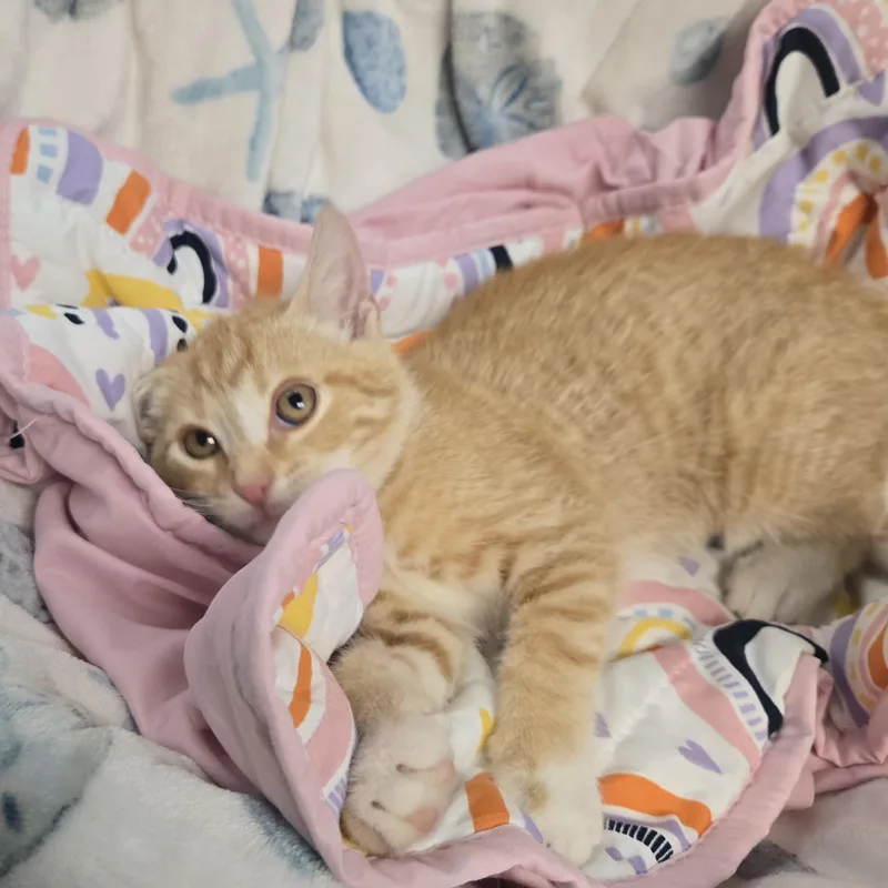 A young medium-sized male Orange & White Domestic Short Hair cat named Spaz for adoption in Xenia , OH