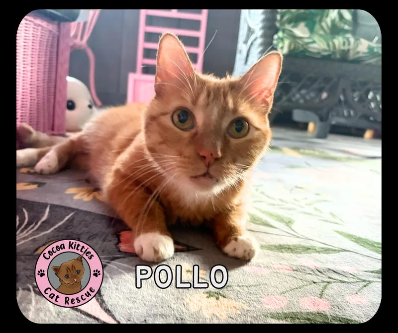 A senior extra large-sized male Domestic Short Hair cat named Pollo for adoption in Hershey, PA