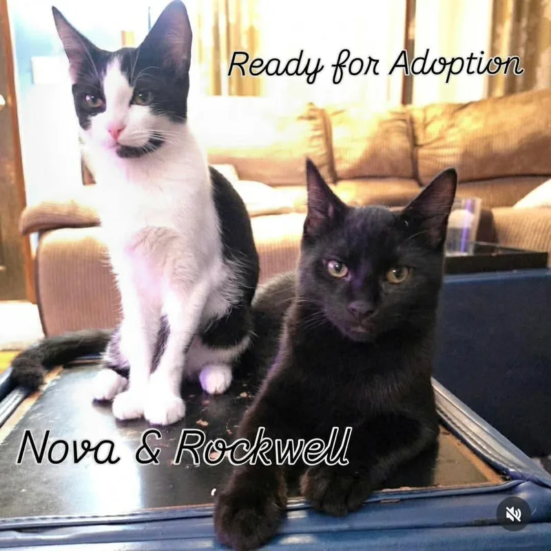 A baby small-sized female Black Domestic Short Hair cat named Nova & Rockwell for adoption in Gladstone, OR