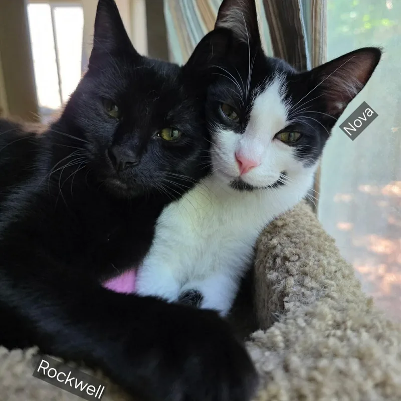 Nova & Rockwell thumbnail 2