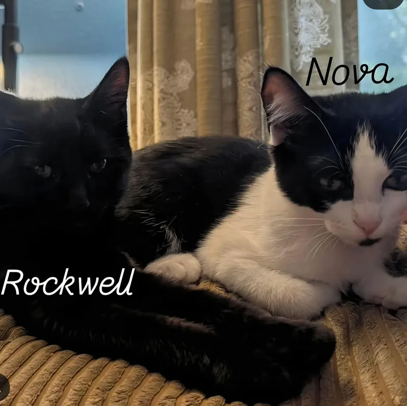 Nova & Rockwell thumbnail 4