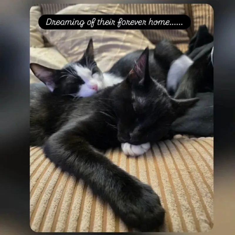 Nova & Rockwell thumbnail 5