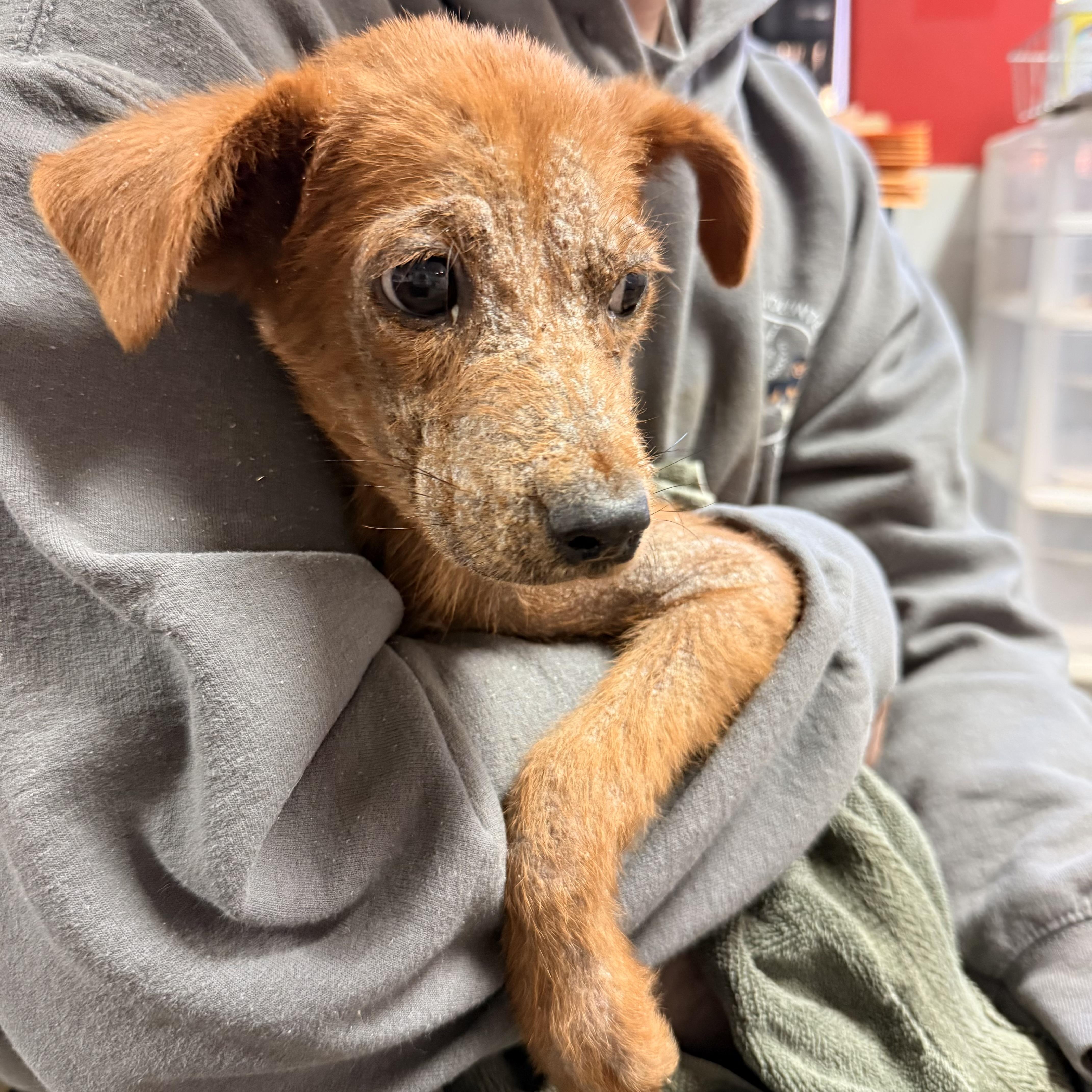 A baby medium-sized male Red / Chestnut / Orange Mixed Breed dog named Swamp for adoption in Columbia, SC