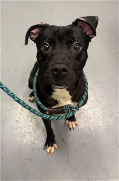 An adult medium-sized female Labrador Retriever dog named Cinderella for adoption in Peoria, IL