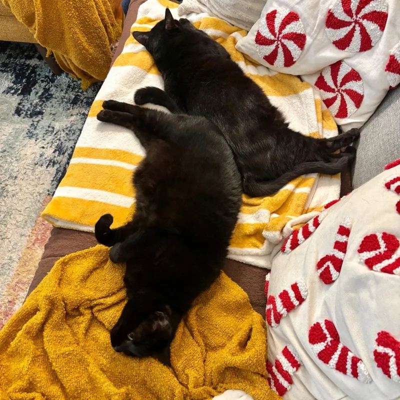 An adult small-sized female Black Domestic Short Hair cat named Harley for adoption in Los Angeles, CA