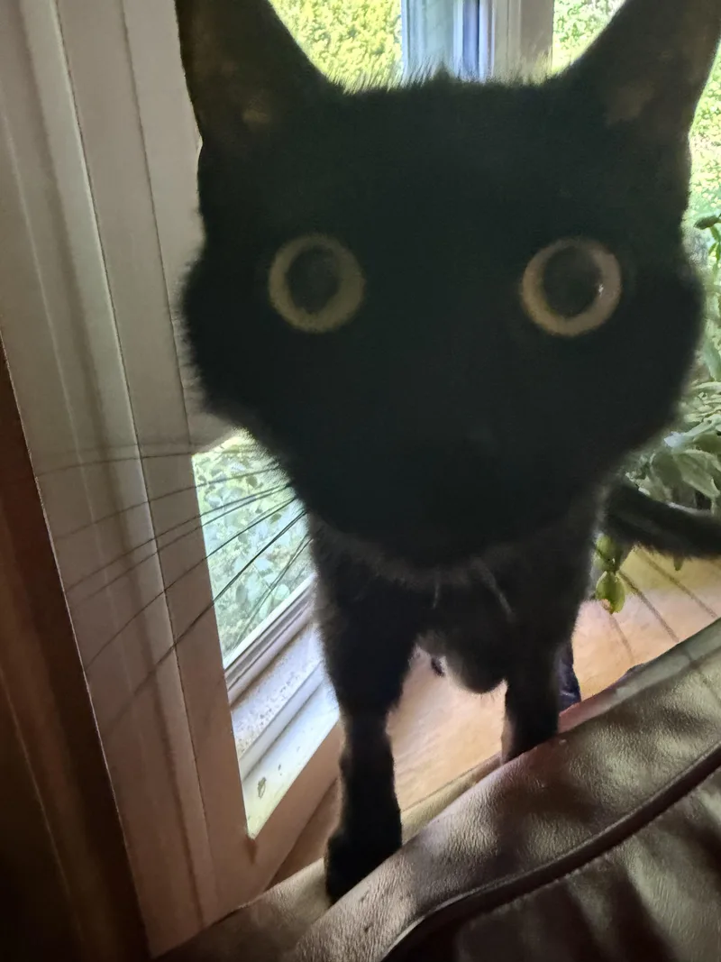 A young large-sized female Domestic Short Hair cat named Skylar for adoption in Terryville, CT