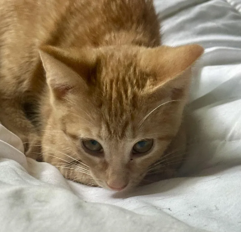 A baby small-sized female Tabby (Orange / Red) Domestic Short Hair cat named Princess Sparkle for adoption in Plymouth, MI