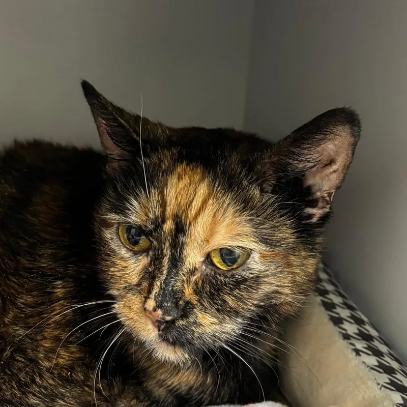 A senior large-sized female Tortoiseshell Domestic Short Hair cat named Snickers for adoption in Naperville, IL
