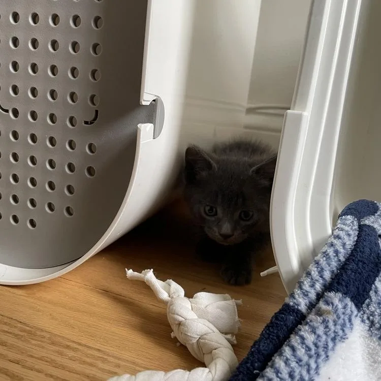 A baby small-sized male Gray / Blue / Silver Domestic Short Hair cat named Sage for adoption in Long Island City, NY