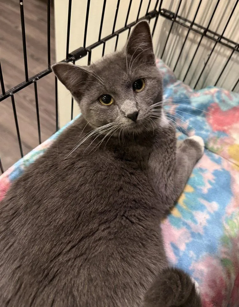 An adult medium-sized male Gray & White Domestic Short Hair cat named Harry for adoption in O'Fallon, MO