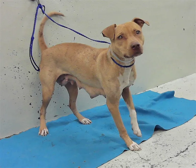 A young medium-sized female Staffordshire Bull Terrier dog named Hellen for adoption in Houston, TX