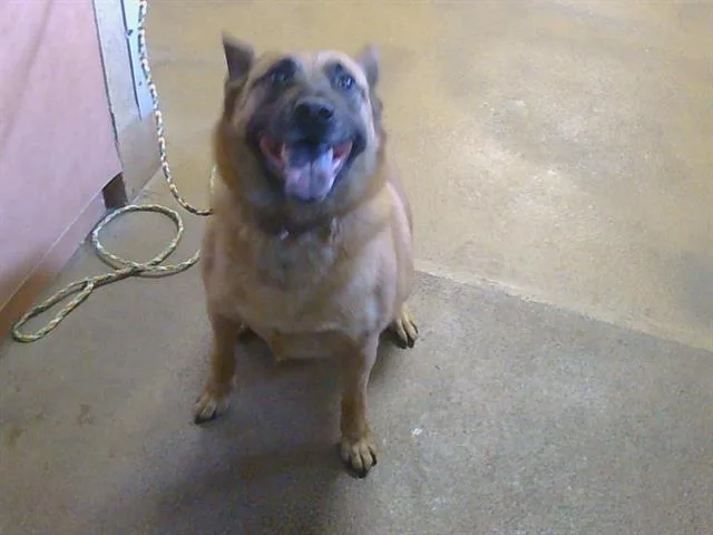 An adult large-sized female Belgian Shepherd / Malinois dog named Lucy for adoption in Sacramento, CA