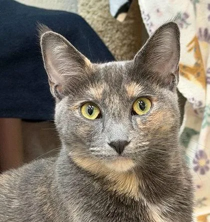 An adult medium-sized female Domestic Medium Hair cat named Homebody for adoption in Sacramento, CA