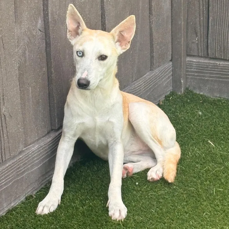 A young medium-sized female White / Cream Mixed Breed dog named Juliana for adoption in LOXAHATCHEE, FL