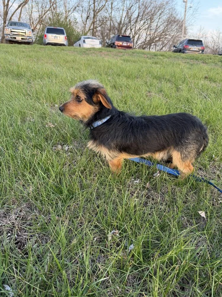 Rex