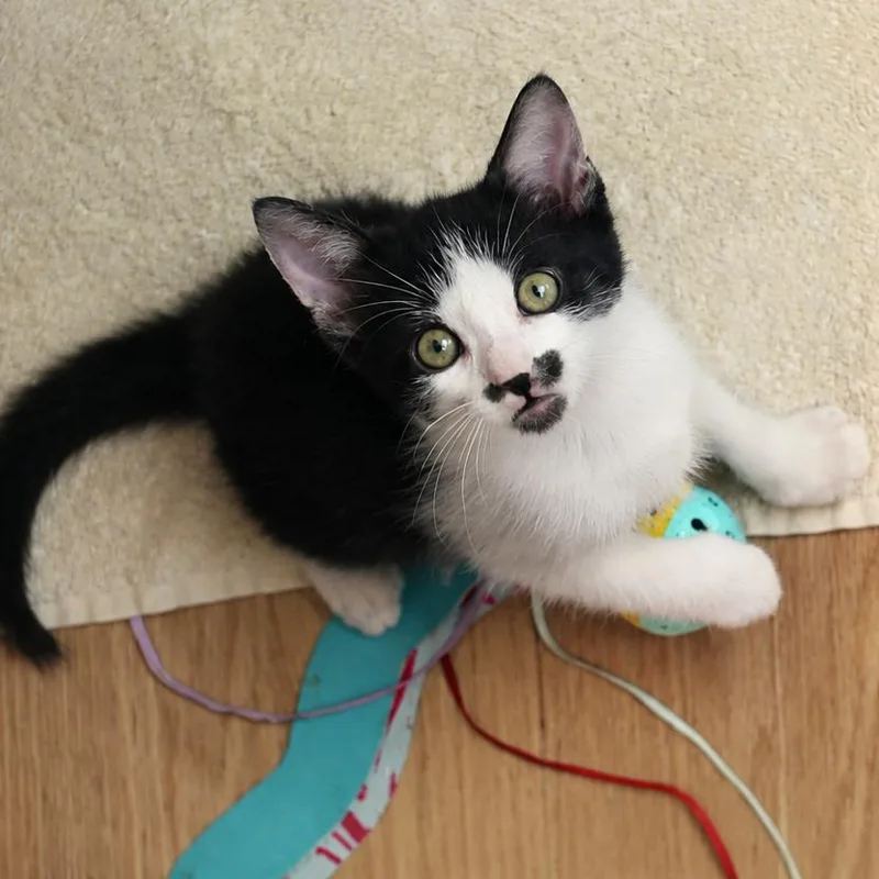 A baby small-sized female Black Domestic Short Hair cat named Xalvadore Dali for adoption in Austin, TX