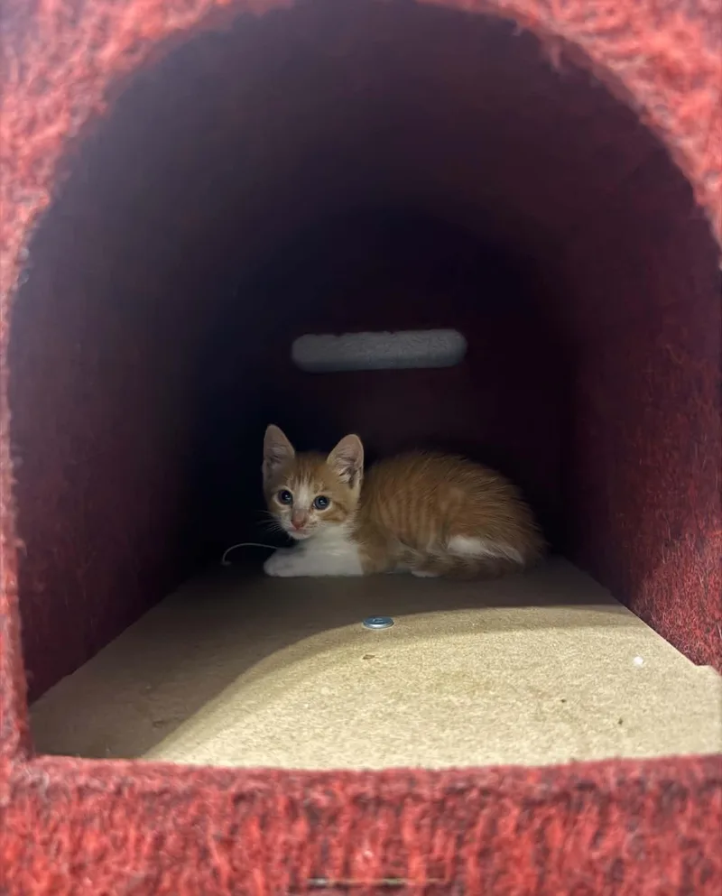 A baby medium-sized female Orange & White Domestic Medium Hair cat named Peanut for adoption in Gregory, TX