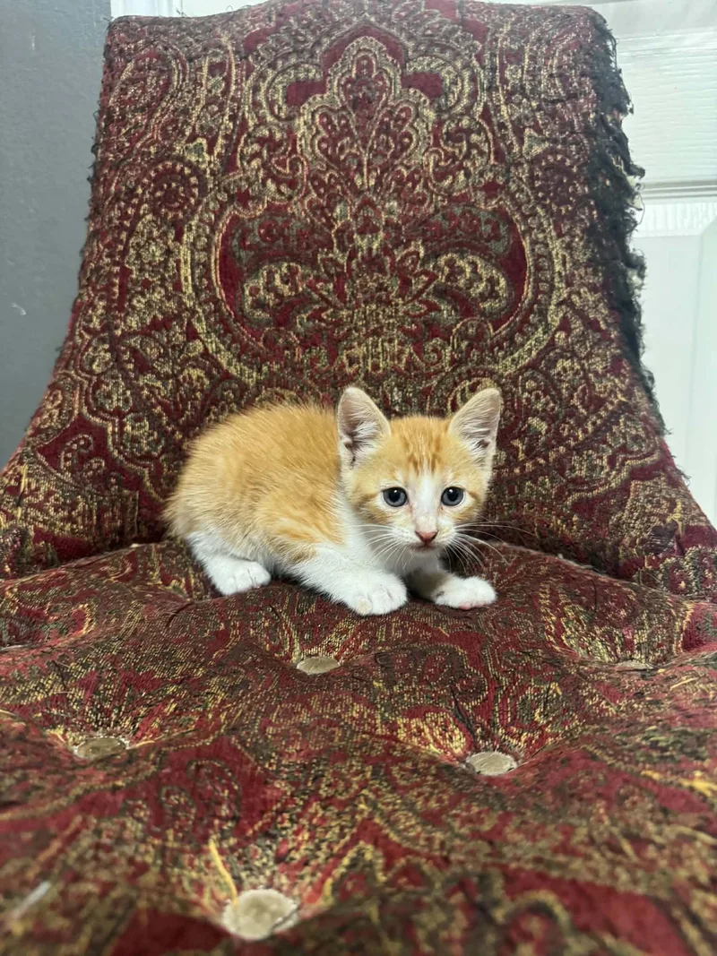Peanut thumbnail 2