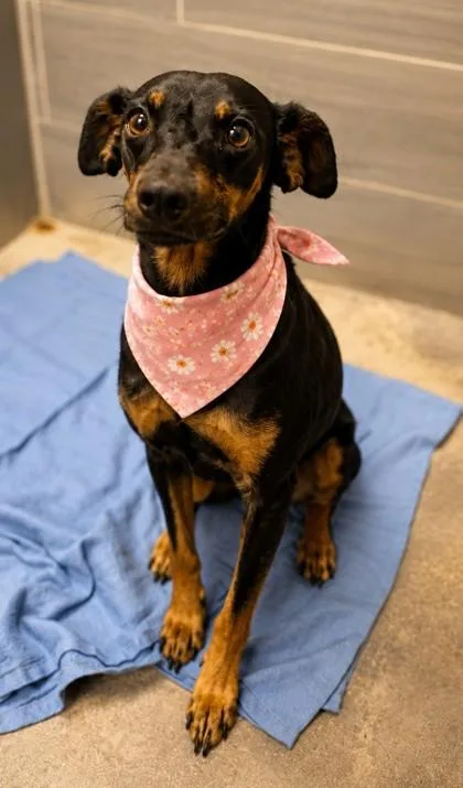 An adult small-sized male Miniature Pinscher dog named Bunk Bed for adoption in Madison, NJ