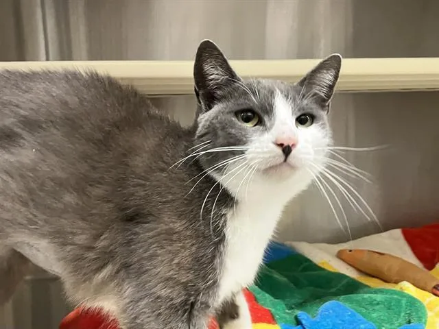 An adult small-sized female Domestic Short Hair cat named Analise for adoption in Tustin, CA