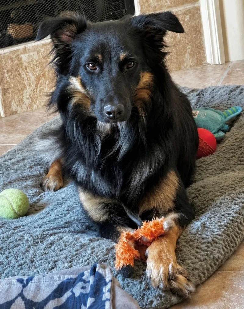 A young medium-sized male Australian Shepherd dog named Fox for adoption in Princeton, MA