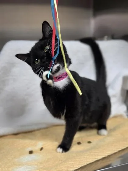 A baby medium-sized female Domestic Short Hair cat named Thelma for adoption in Westland, MI
