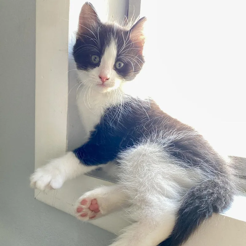 Frankie