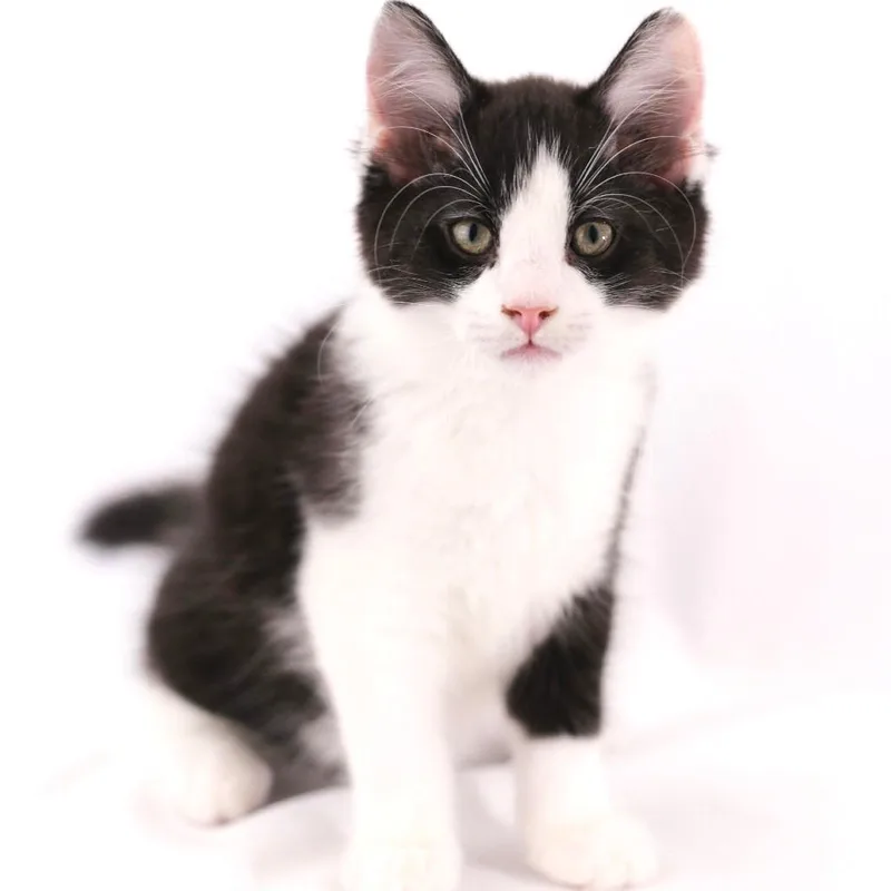 Frankie thumbnail 2