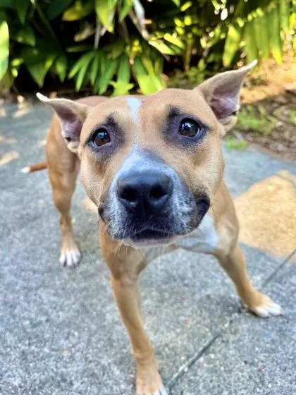 An adult medium-sized female Pit Bull Terrier dog named Tallahassee for adoption in New Orleans, LA