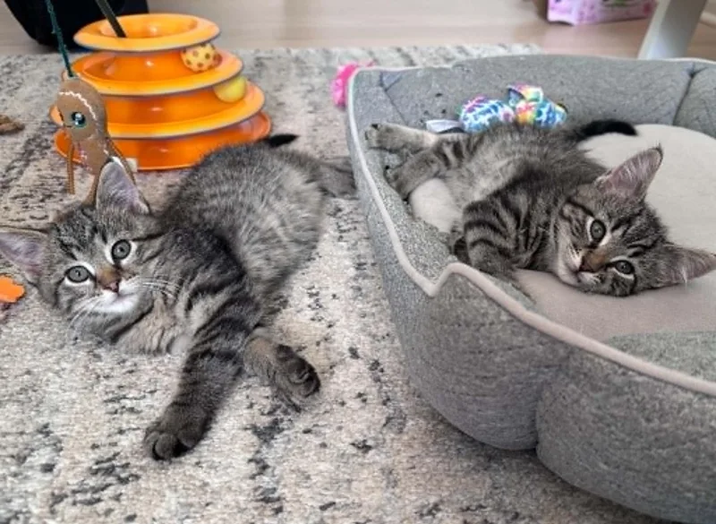 A baby medium-sized male Tabby (Brown / Chocolate) Tabby cat named Doodle for adoption in Omaha, NE