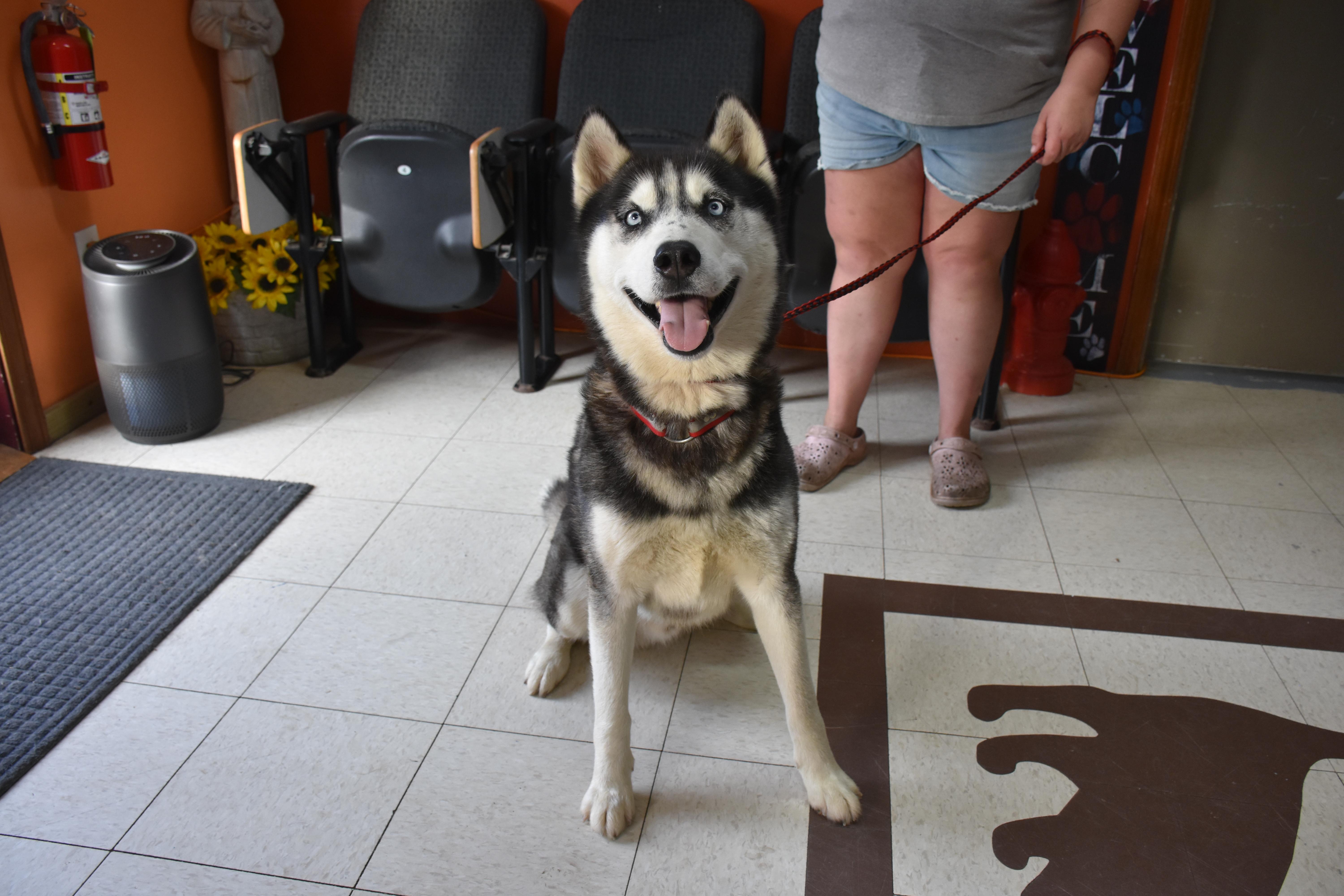 An adult medium-sized male Black Husky dog named Kai for adoption in North Judson, IN