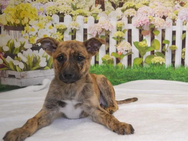 A baby small-sized male German Shepherd Dog dog named Rye for adoption in Oroville, CA