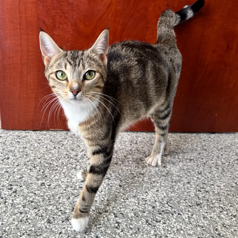 A young medium-sized female Brown / Chocolate Domestic Short Hair cat named Whiskey for adoption in Smithville, TN
