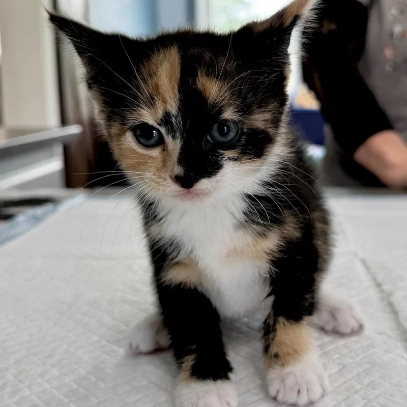 A baby small-sized female Calico Domestic Short Hair cat named Ember Lansberry for adoption in Woodstock, VA