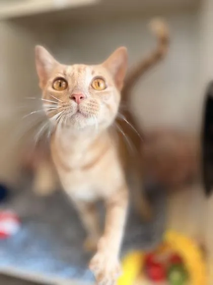 A young medium-sized female Orange / Red Domestic Short Hair cat named Sandy for adoption in Fernandina Beach, FL