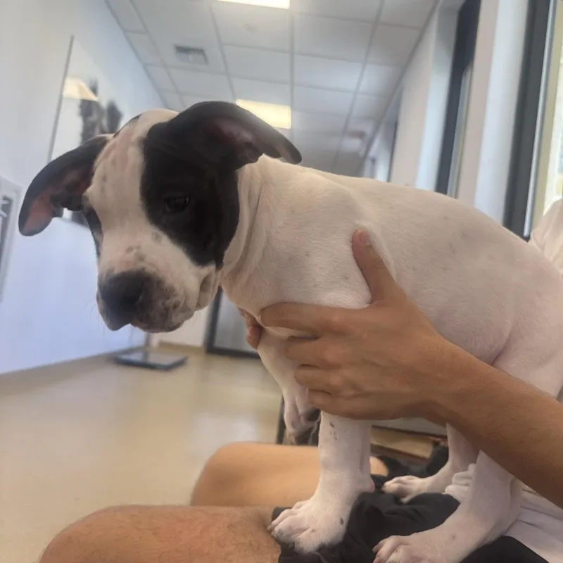 A baby large-sized male White / Cream Bull Terrier dog named Doofus for adoption in West Palm Beach, FL
