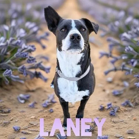 Laney