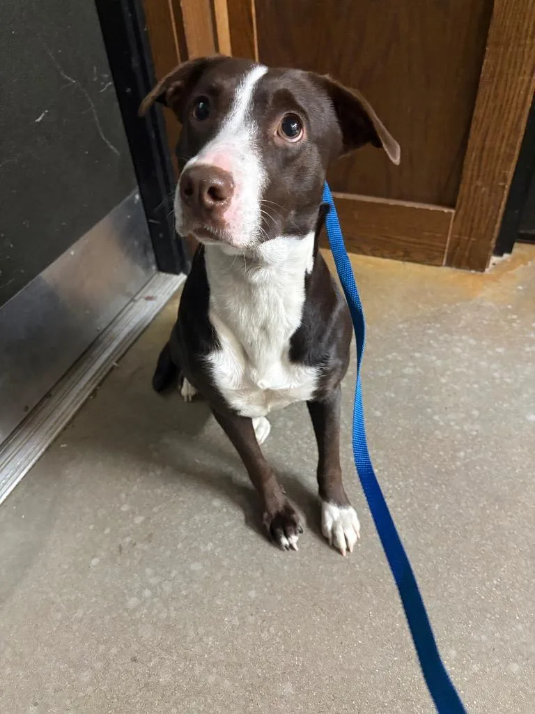 An adult medium-sized female Pit Bull Terrier dog named Carrie for adoption in Douglasville, GA
