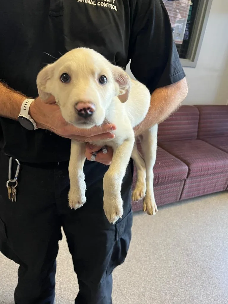 A baby medium-sized female Mixed Breed dog named Pocus for adoption in Troy, OH
