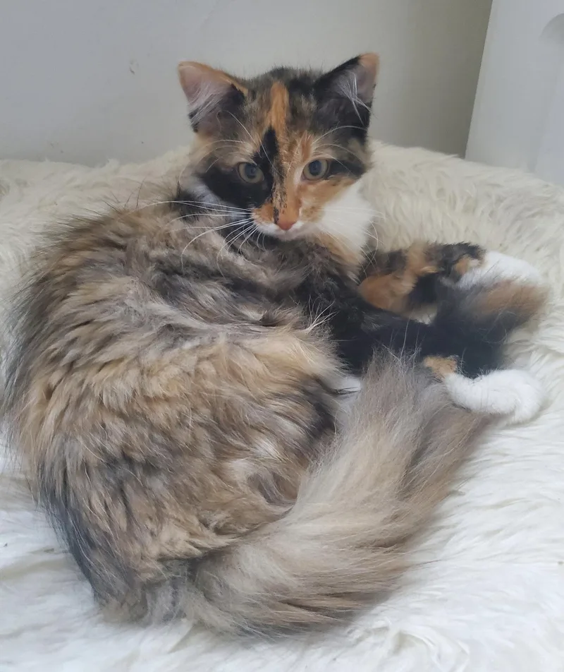 A baby medium-sized female Domestic Medium Hair cat named Patchez for adoption in Walled Lake, MI