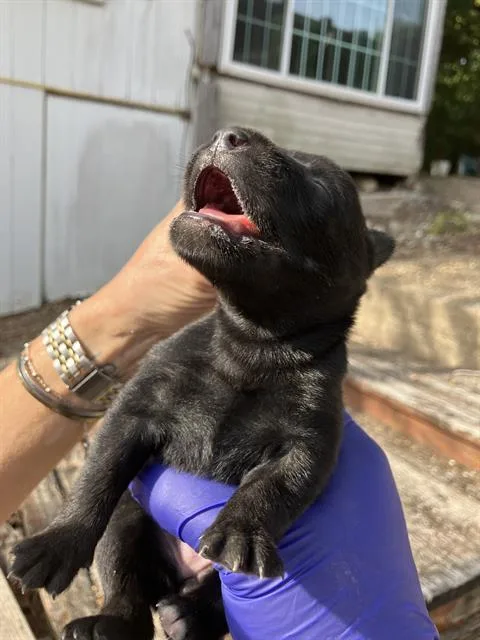A baby large-sized female Mixed Breed dog named Pebbles for adoption in Dallas, TX