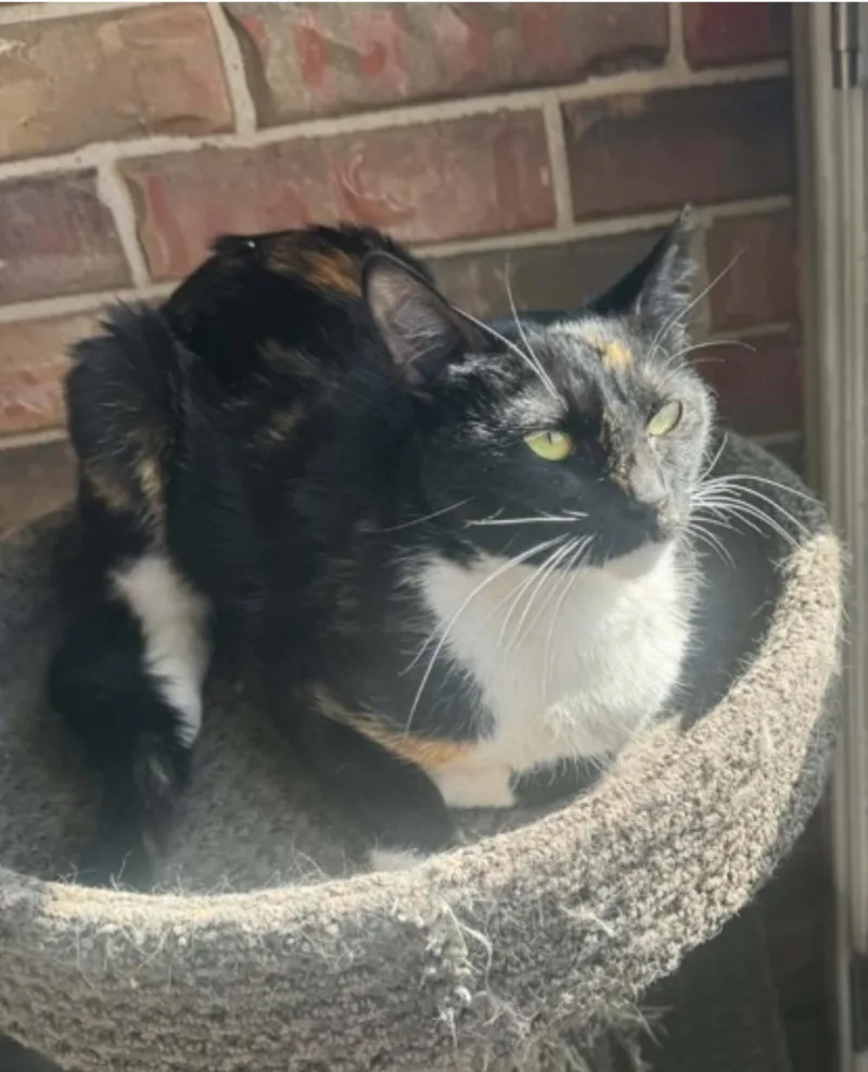 A young medium-sized female Calico Domestic Short Hair cat named Cinnamon for adoption in Warr Acres, OK