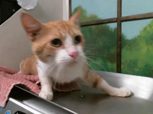 A young medium-sized male Domestic Short Hair cat named Thor for adoption in Houston, TX