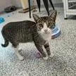 A young small-sized female Domestic Short Hair cat named Fonda for adoption in Knoxville, TN