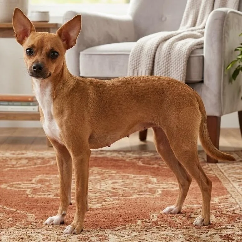 A young medium-sized female Chihuahua dog named Scrappy for adoption in Pittsfield, IL