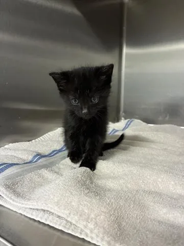 A baby small-sized male Domestic Short Hair cat named Trooper for adoption in San Martin, CA