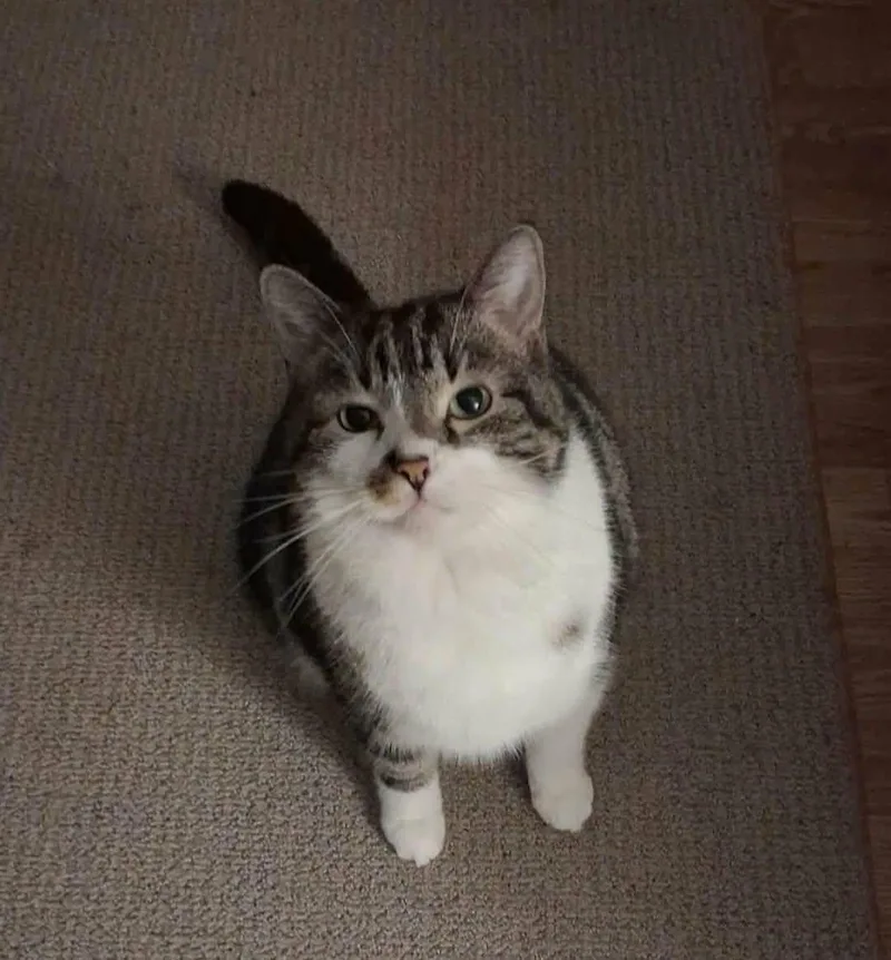 An adult medium-sized male Tabby (Tiger Striped) Domestic Short Hair cat named Mr. Jones for adoption in Logan, OH