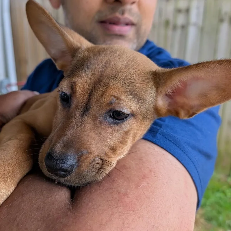 A baby medium-sized female Brown / Chocolate Mixed Breed dog named Nugget for adoption in Rockville, MD