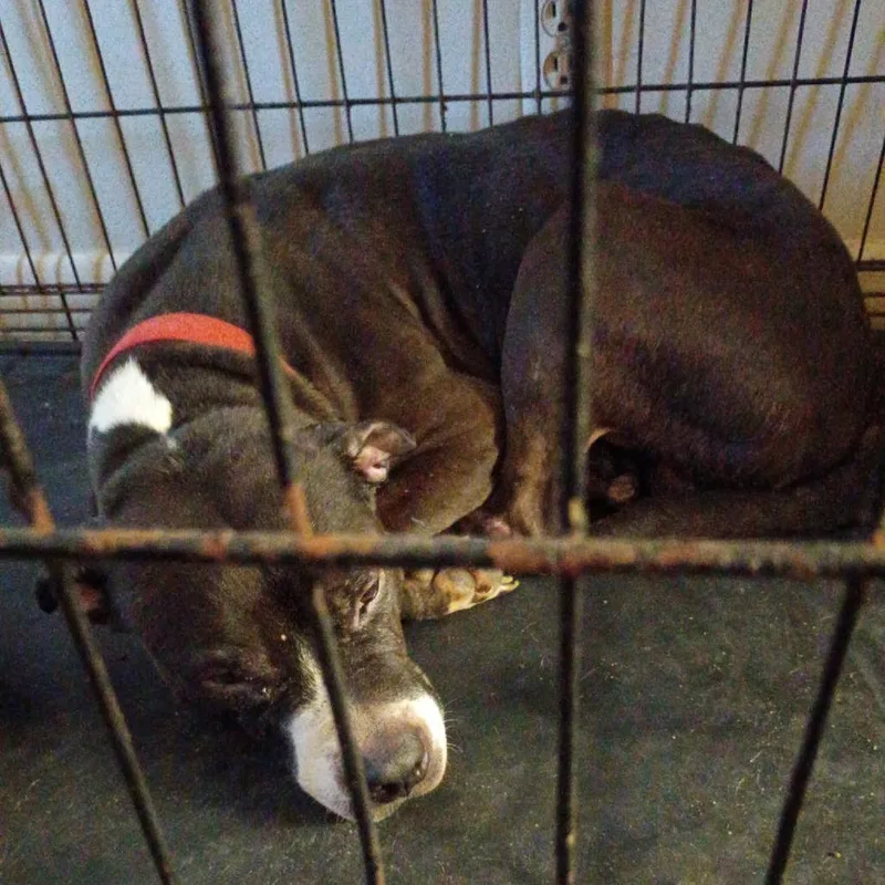 A senior medium-sized male Black Mixed Breed dog named Tiny for adoption in Huntington, WV