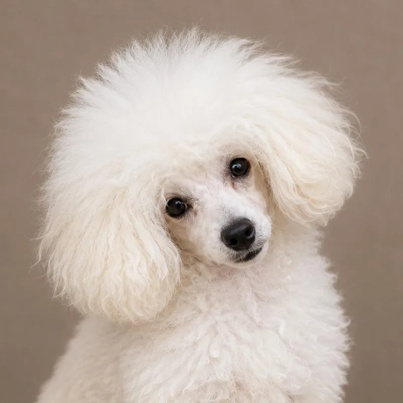 A baby small-sized male White / Cream Poodle (Toy) dog named Shawn for adoption in Lee's Summit, MO